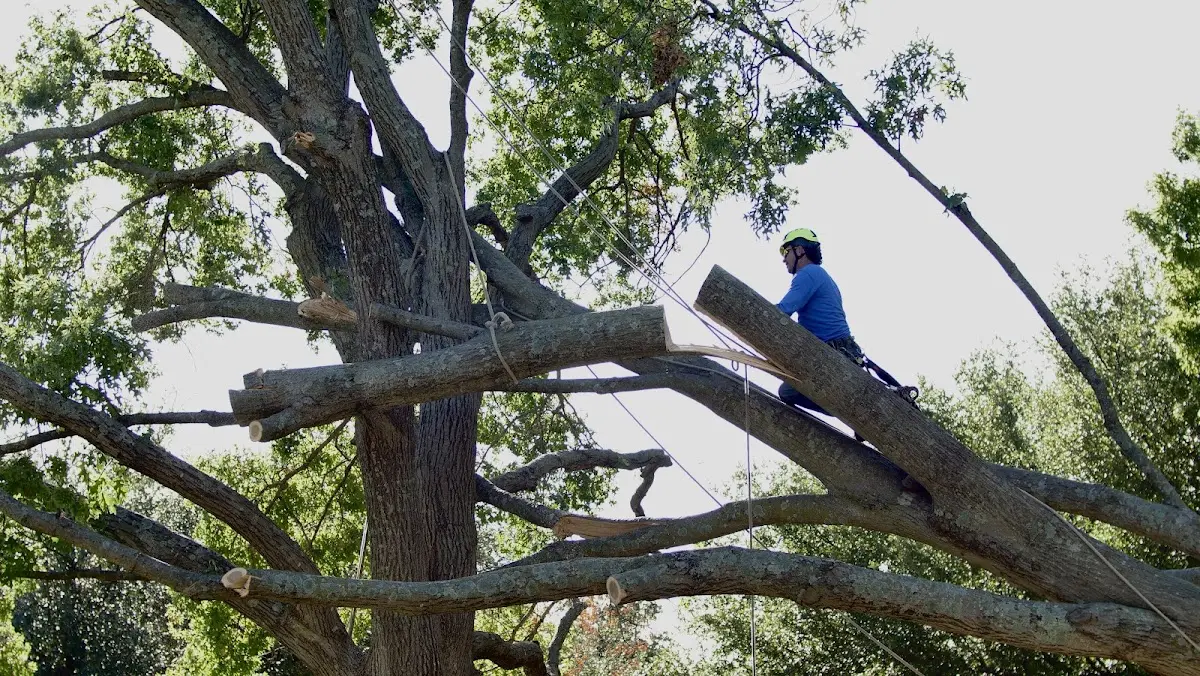 Professional Hazardous Tree Removal performed by certified arborists in Stoneville