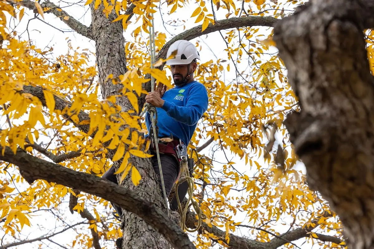Skilled Storm Damage Cleanup crew working in Stoneville